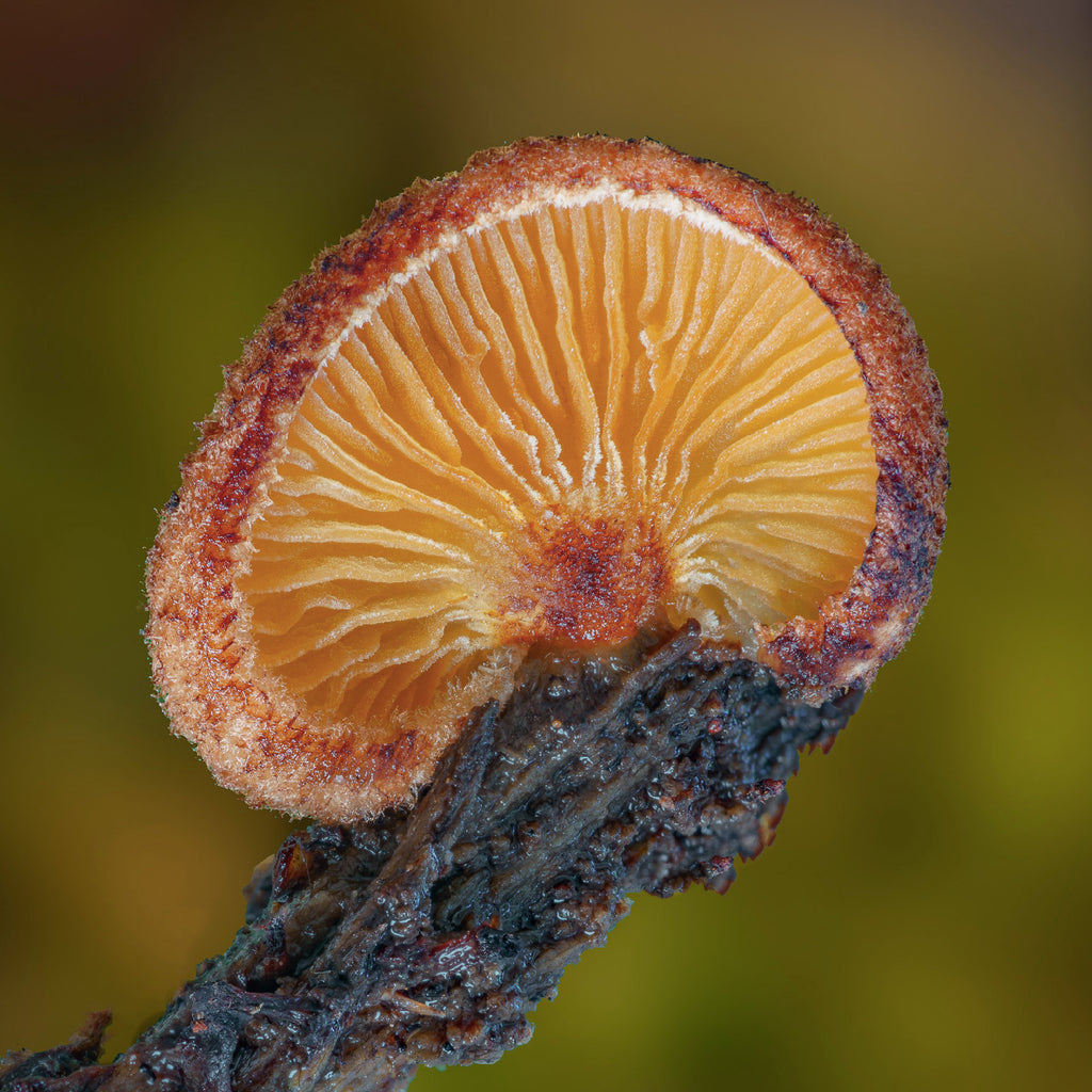 Alison Pollack: Minuscule Fungi
