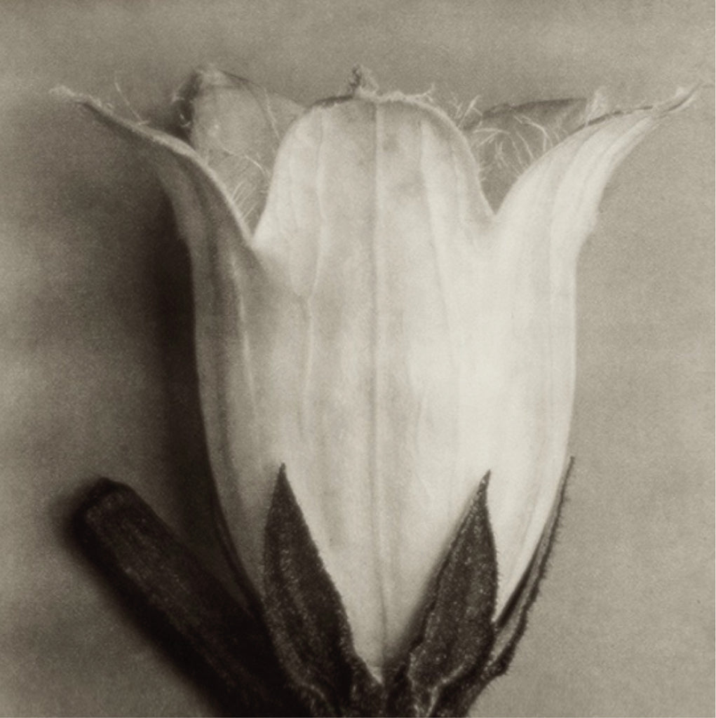 WHAT'S ON: Karl Blossfeldt Photographic Exhibition
