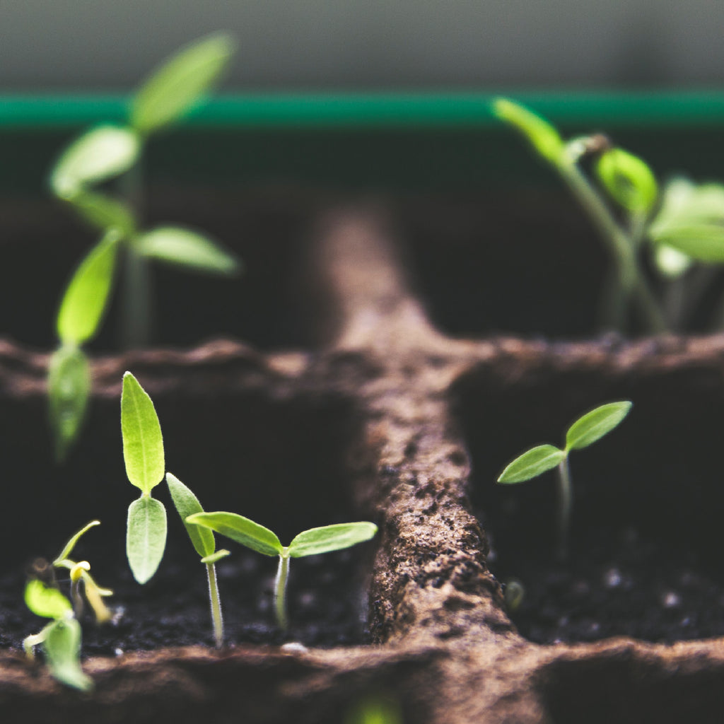ON OUR RADAR: Grow Your Own Vegetables